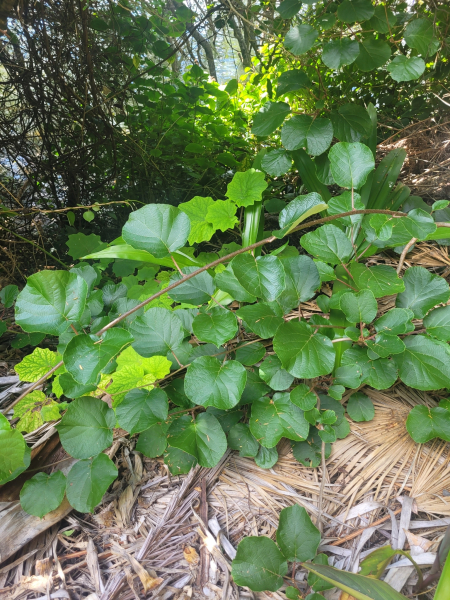 Pflanzenbild gross Kiwi - Actinidia chinensis