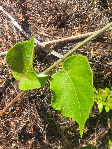 Pflanzenbild gross Kiwi - Actinidia chinensis
