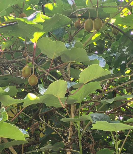 Pflanzenbild gross Kiwi - Actinidia chinensis
