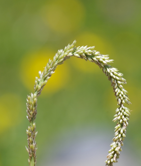 Pflanzenbild gross Indisches Fallsamengras - Sporobolus indicus