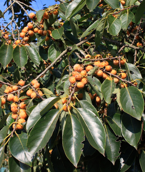 Pflanzenbild gross Lotuspflaume - Diospyros lotus