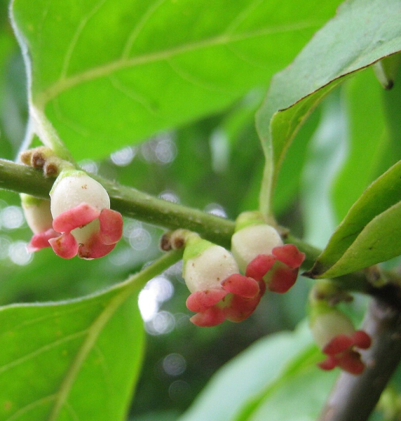 Pflanzenbild gross Lotuspflaume - Diospyros lotus