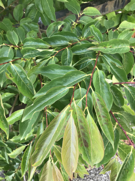 Pflanzenbild gross Lotuspflaume - Diospyros lotus