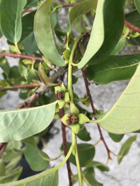 Pflanzenbild gross Lotuspflaume - Diospyros lotus