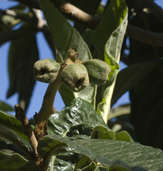 Pflanzenbild gross Lotuspflaume - Diospyros lotus
