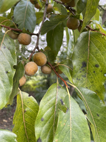 Pflanzenbild gross Lotuspflaume - Diospyros lotus
