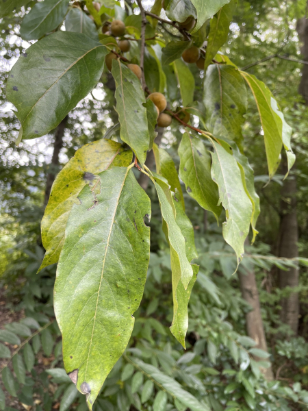 Pflanzenbild gross Lotuspflaume - Diospyros lotus