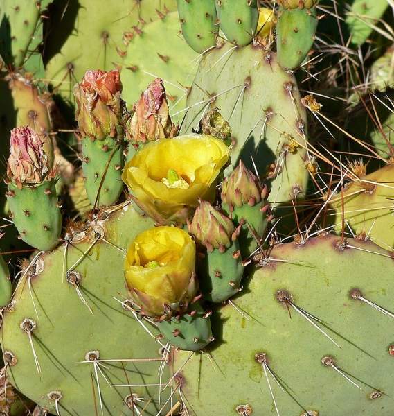 Pflanzenbild gross Mattstacheliger Feigenkaktus - Opuntia phaeacantha