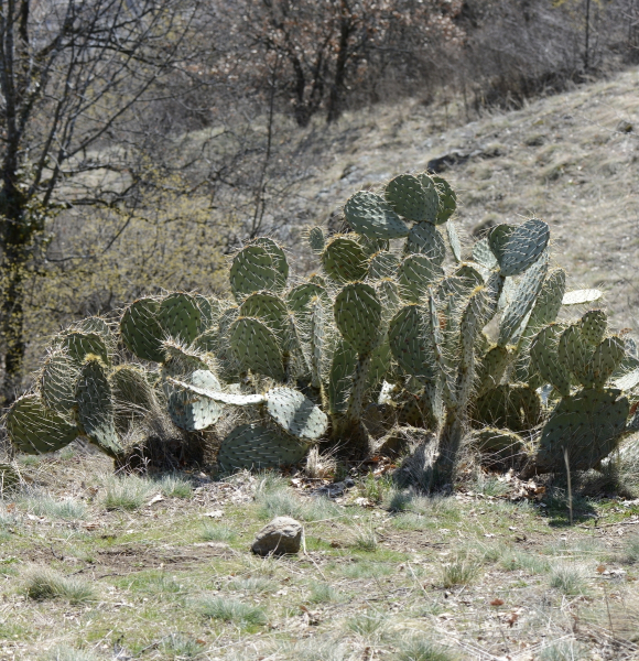 Pflanzenbild gross Mattstacheliger Feigenkaktus - Opuntia phaeacantha
