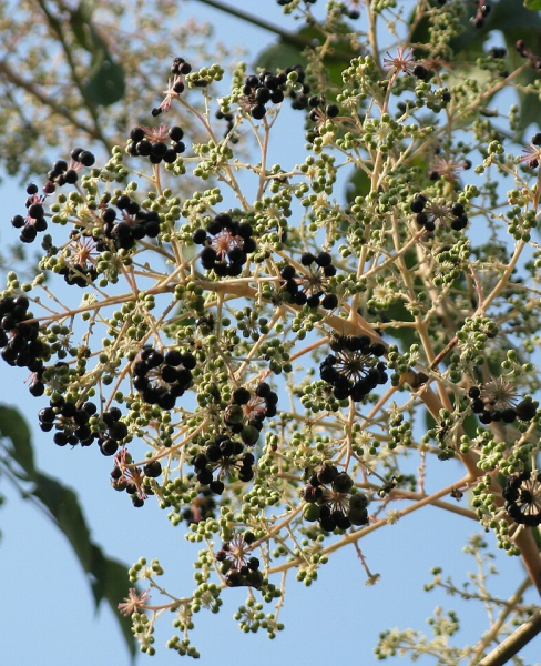 Pflanzenbild gross Japanische Aralie - Aralia elata