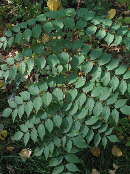 Pflanzenbild gross Japanische Aralie - Aralia elata