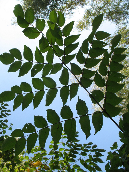 Pflanzenbild gross Japanische Aralie - Aralia elata