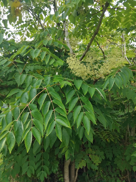 Pflanzenbild gross Japanische Aralie - Aralia elata