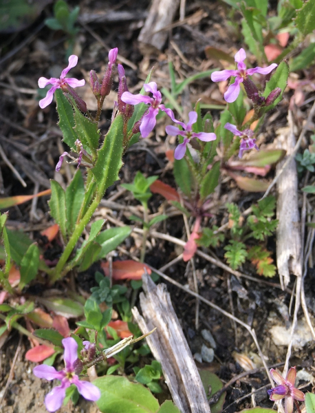 Pflanzenbild gross Zarte Gliederschote - Chorispora tenella