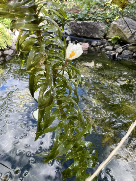 Pflanzenbild gross Dichtblättrige Wasserpest - Elodea densa