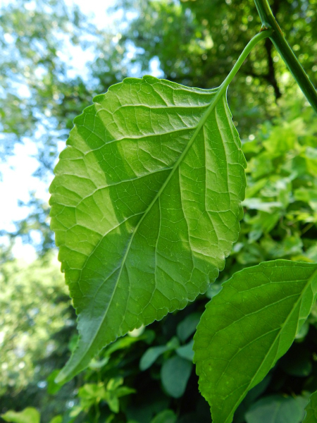 Pflanzenbild gross Rundblättriger Baumwürger - Celastrus orbiculatus