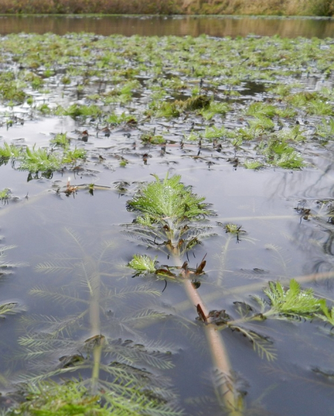 Pflanzenbild gross Brasilianisches Tausendblatt - Myriophyllum aquaticum