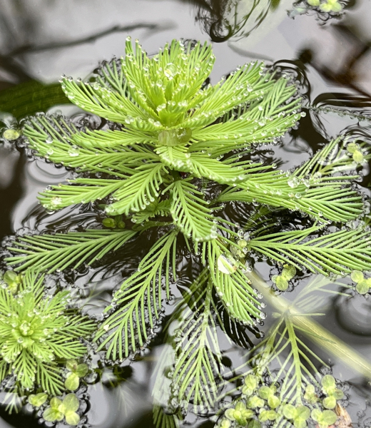 Pflanzenbild gross Brasilianisches Tausendblatt - Myriophyllum aquaticum