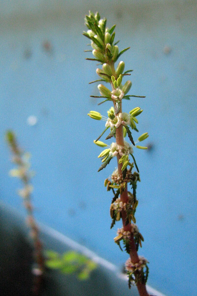 Pflanzenbild gross Verschiedenblättriges Tausendblatt - Myriophyllum heterophyllum