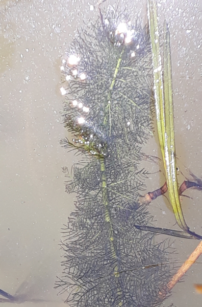 Pflanzenbild gross Verschiedenblättriges Tausendblatt - Myriophyllum heterophyllum
