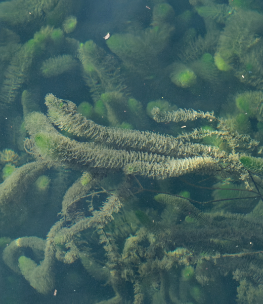 Pflanzenbild gross Verschiedenblättriges Tausendblatt - Myriophyllum heterophyllum