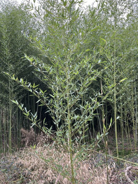 Pflanzenbild gross Gold-Bambus - Phyllostachys aurea