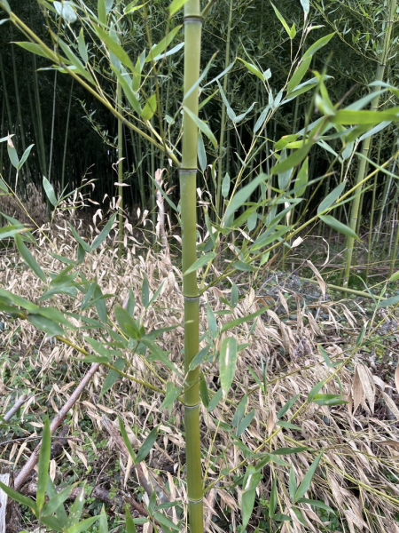 Pflanzenbild gross Gold-Bambus - Phyllostachys aurea