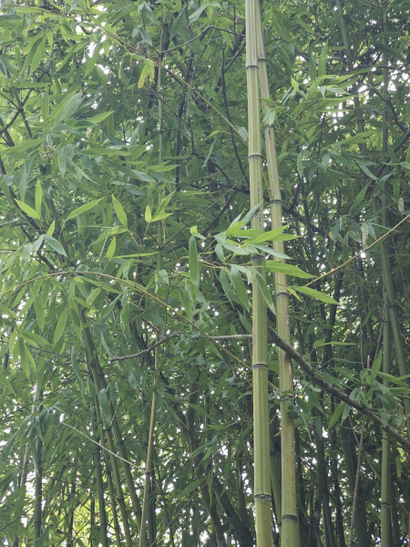 Pflanzenbild gross Gold-Bambus - Phyllostachys aurea