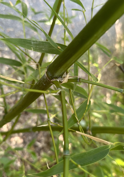 Pflanzenbild gross Japanischer Bambus - Pseudosasa japonica