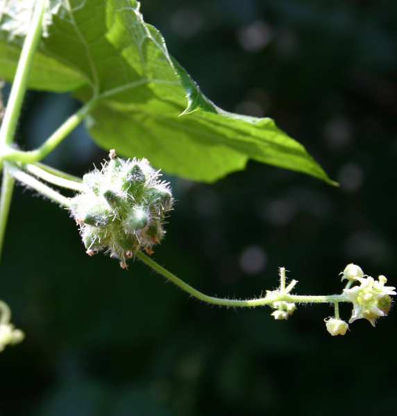 Pflanzenbild gross Haargurke - Sicyos angulatus