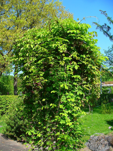 Pflanzenbild gross Fingerblättrige Akebie - Akebia quinata