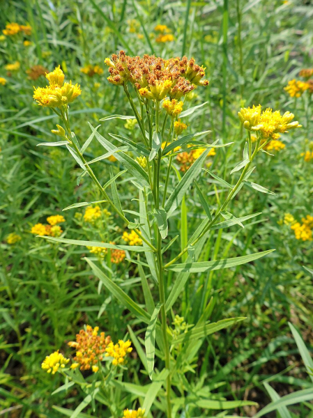 Pflanzenbild gross Grasblättrige Goldrute - Solidago graminifolia