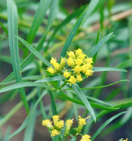 Pflanzenbild gross Grasblättrige Goldrute - Solidago graminifolia