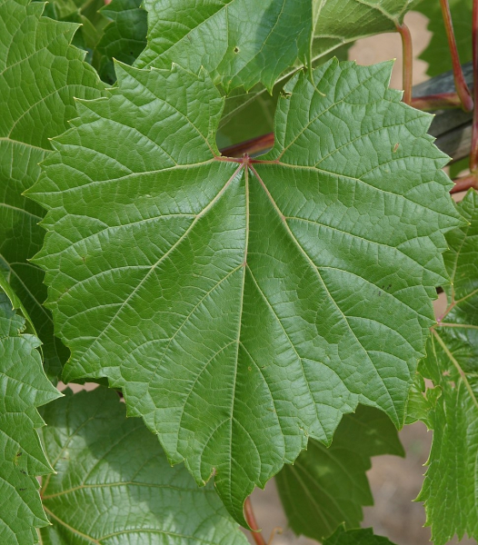 Pflanzenbild gross Ufer-Rebe - Vitis riparia aggr.