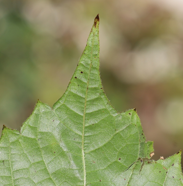 Pflanzenbild gross Ufer-Rebe - Vitis riparia aggr.