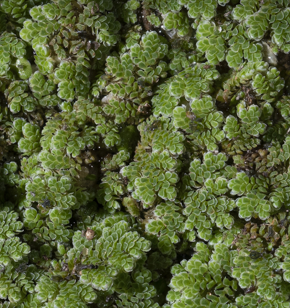 Pflanzenbild gross Grosser Algenfarn - Azolla filiculoides