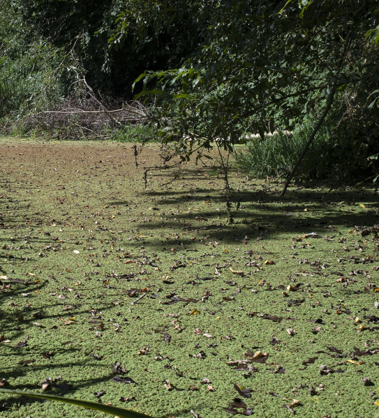 Pflanzenbild gross Grosser Algenfarn - Azolla filiculoides