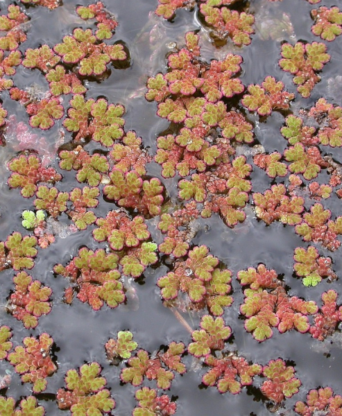 Pflanzenbild gross Grosser Algenfarn - Azolla filiculoides