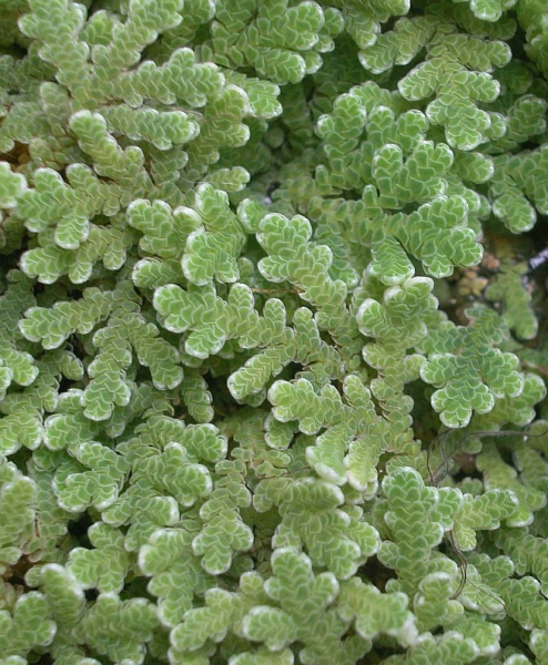 Pflanzenbild gross Grosser Algenfarn - Azolla filiculoides