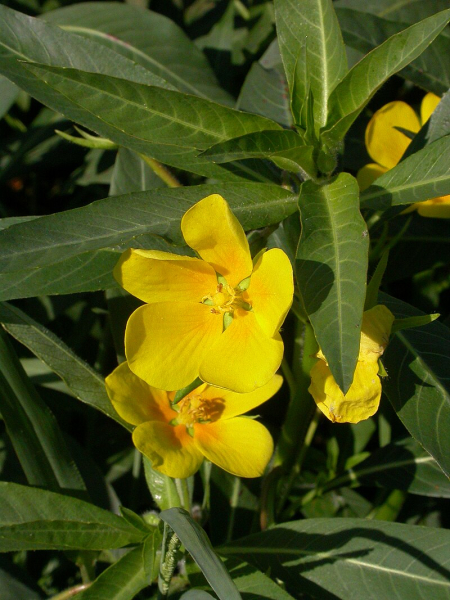Pflanzenbild gross Grossblütiges Heusenkraut - Ludwigia grandiflora