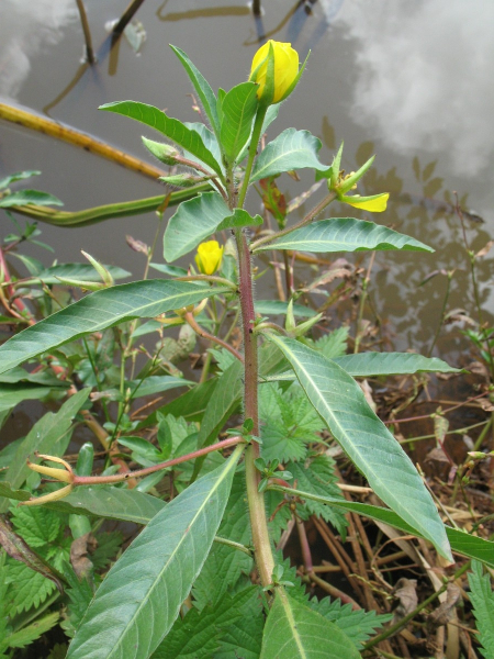 Pflanzenbild gross Grossblütiges Heusenkraut - Ludwigia grandiflora