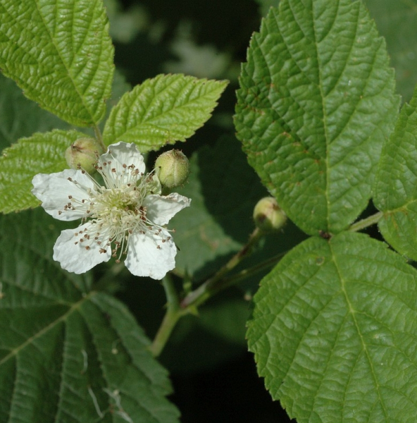 Pflanzenbild gross Echte Brombeere - Rubus fruticosus aggr.