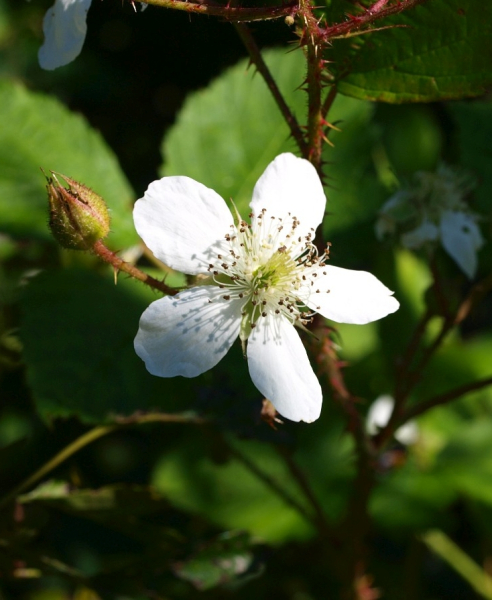Pflanzenbild gross Echte Brombeere - Rubus fruticosus aggr.