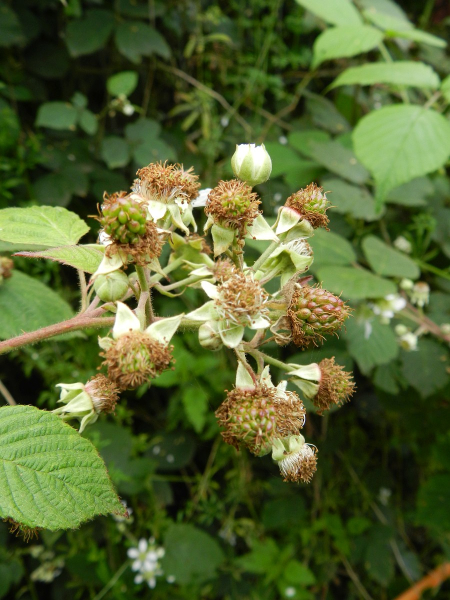 Pflanzenbild gross Echte Brombeere - Rubus fruticosus aggr.