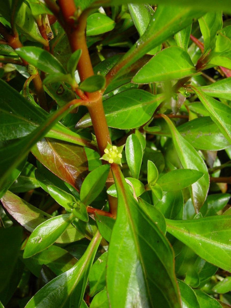 Pflanzenbild gross Kents Heusenkraut - Ludwigia xkentiana