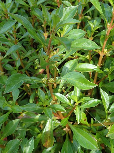 Pflanzenbild gross Kents Heusenkraut - Ludwigia xkentiana