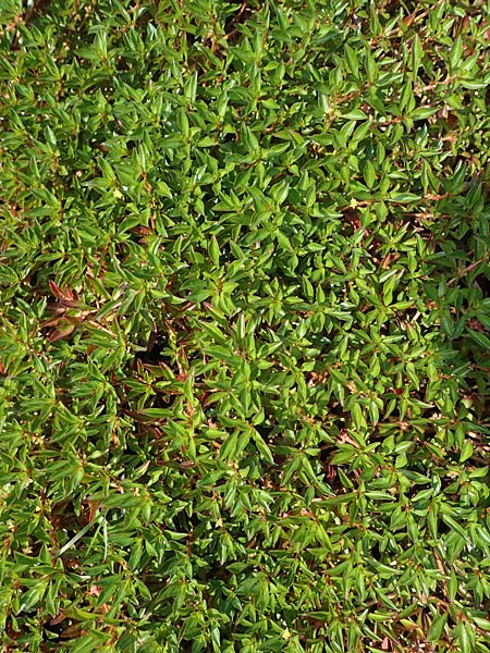 Pflanzenbild gross Kents Heusenkraut - Ludwigia xkentiana