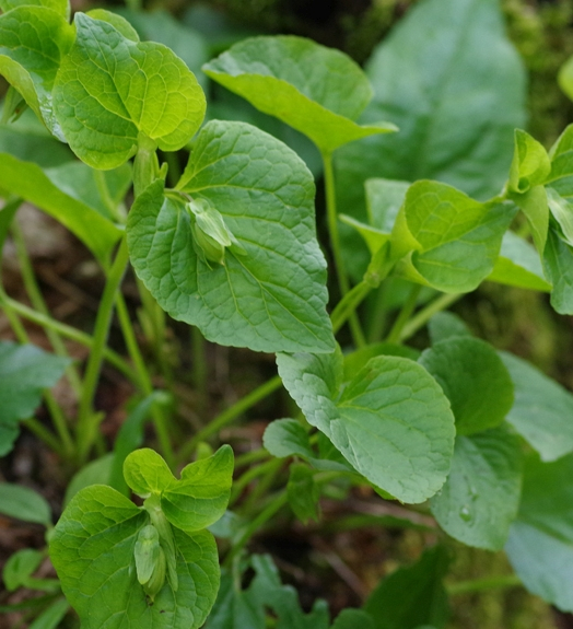 Pflanzenbild gross Wunder-Veilchen - Viola mirabilis