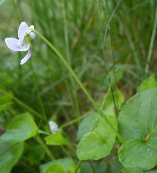 Pflanzenbild gross Wunder-Veilchen - Viola mirabilis