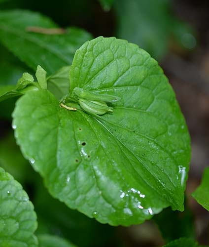 Pflanzenbild gross Wunder-Veilchen - Viola mirabilis